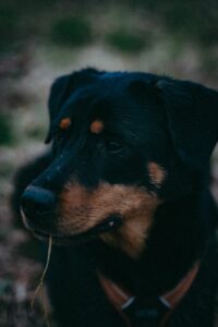Rosti éducation canine Orléans chien forêt balade