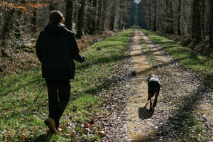 chien laisse forêt Orléans éducateur canin