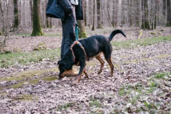 chien pistage forêt Orléans